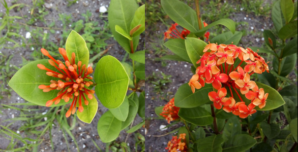 [Two photos spliced together. On the left is a top view of a grouping of completely closed flower buds. There is probably about two dozen thin orange spikes topped by a thicker section. This entire grouping is cupped by four leaves. On the right is a grouping of fully open blooms. Each flower has both light and dark orange sections, but in different places on each four-petal bloom. ]